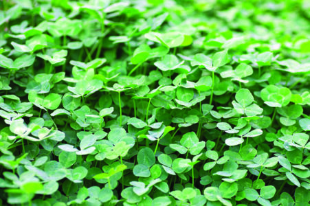 Closeup of a patch of clover